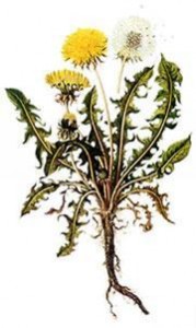 1Dandelion roots