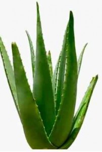 1. Aloe Vera